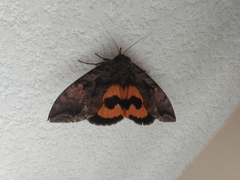 Eudocima serpentifera