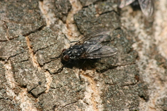 Polietes lardarius