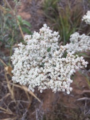 Micrantha