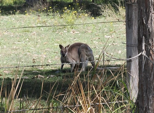Pretty-faced Wallaby