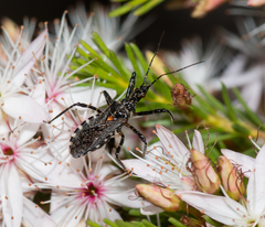 Trachylestes turneri