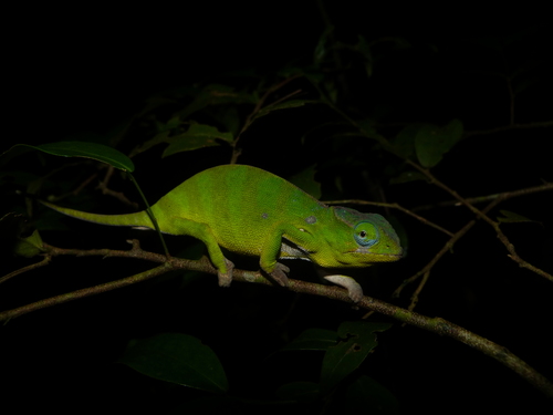 Petter's Chameleon, Furcifer petteri