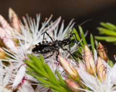 Trachylestes turneri