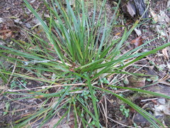 Carex lambertiana