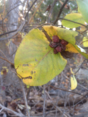 Lonicera flava