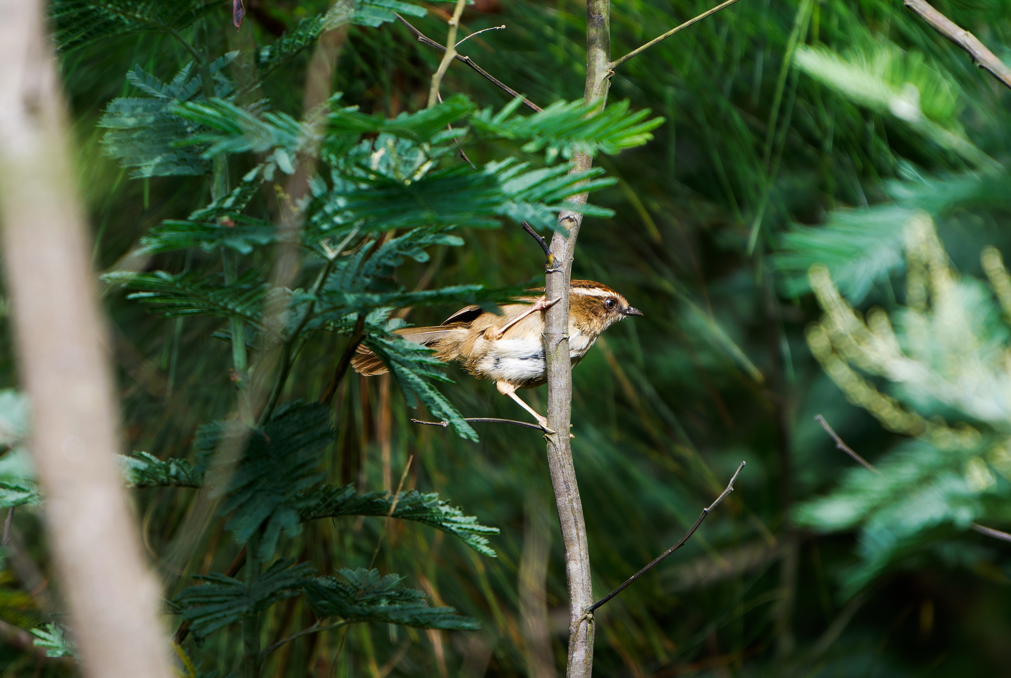 Rusty-capped Fulvetta