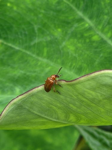 Leaf Beetles