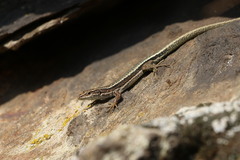 Aurelio's Rock Lizard photo 2