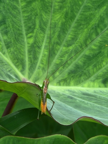 Lesser Meadow Katydids