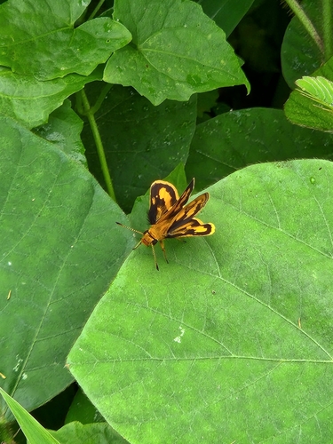 Taractrocera Butler