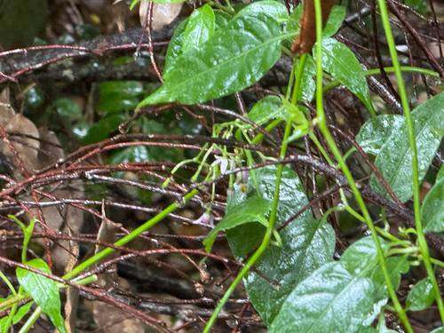 Solanum japonense iNat (3)