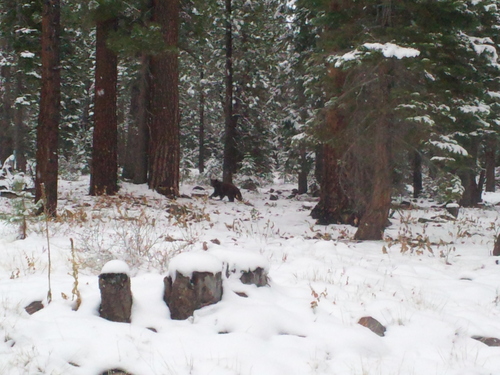 iNaturalist observation photo of American Black Bear