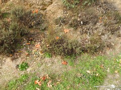 Santolina rosmarinifolia