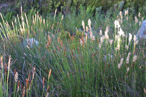Image of Capped Arrowreed by (c) Tony Rebelo, some rights reserved (CC BY-SA)