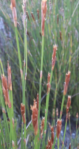 Image of Capped Arrowreed by (c) Tony Rebelo, some rights reserved (CC BY-SA)