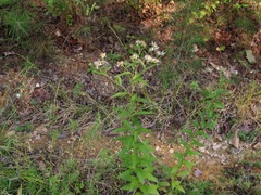 Doellingeria sericocarpoides