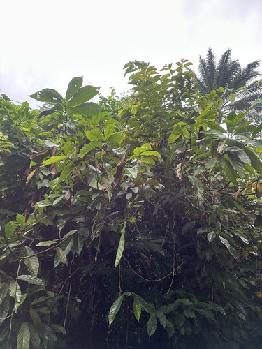 cacao tree