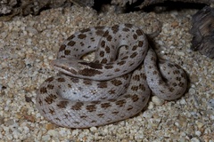 Hypsiglena ochrorhynchus