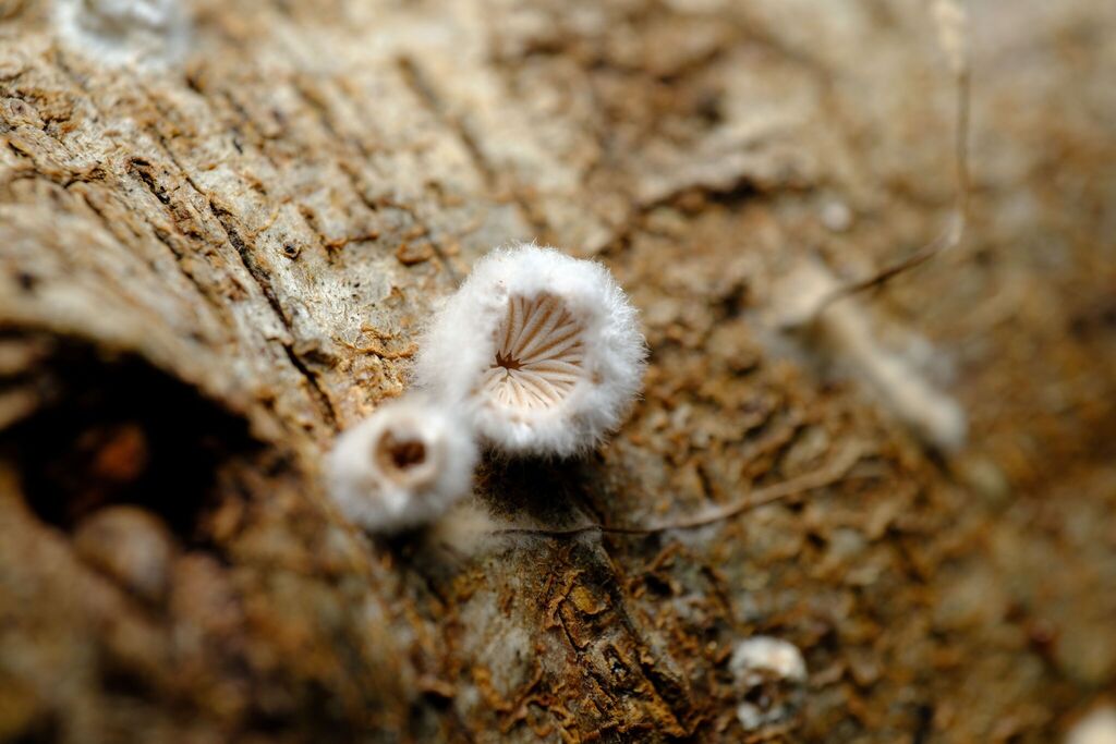 Schizophyllum commune · August 2025 · photo: © possumpete (iNaturalist, cc0)