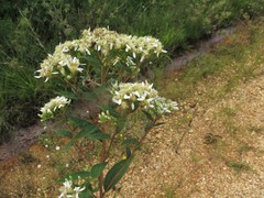 Doellingeria sericocarpoides