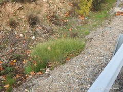 Rumex induratus