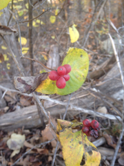 Lonicera flava