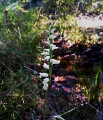 Spiranthes praecox