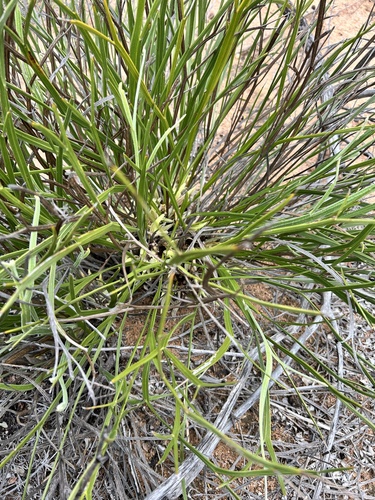 Leptosema tomentosum, 2025-08-26