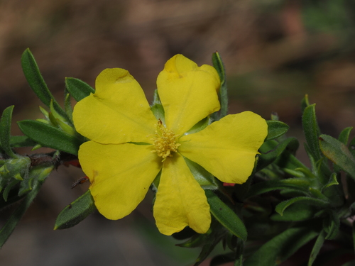 pointed hibbertia (Hibbertia acuminata)