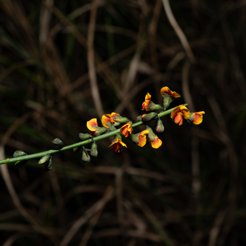 leafless globe-pea (Sphaerolobium vimineum)