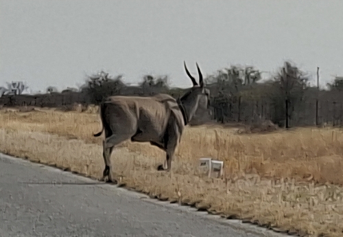 Common Eland