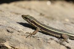 Aran Rock Lizard photo 5
