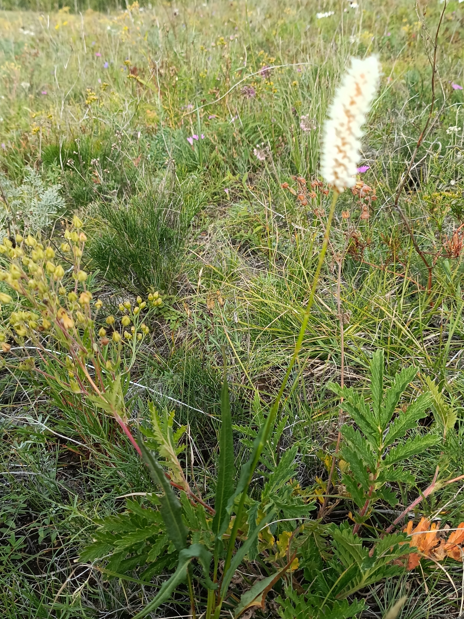 Bistorta alopecuroides