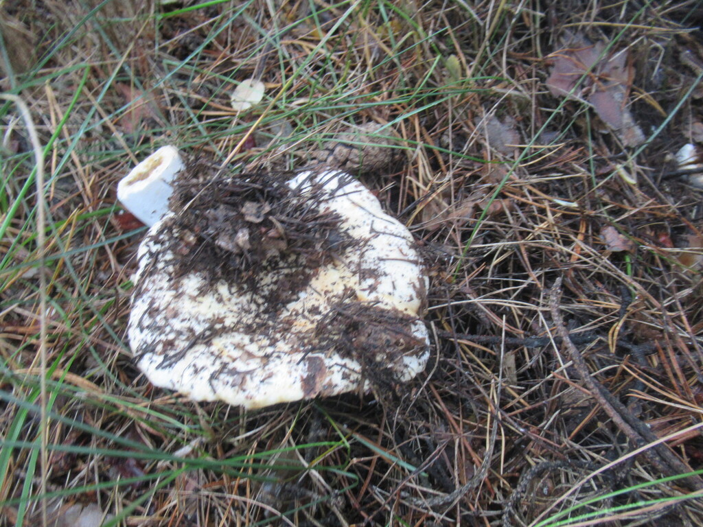 Russula delica · August 2025 · photo: © smsergey (iNaturalist, cc-by-nc)