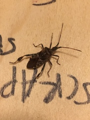 Leptoglossus clypealis