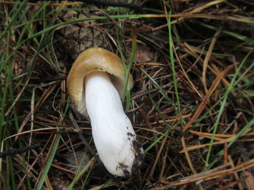 Russula foetens — no rights reserved