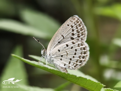 Pale Grass Blue