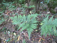 Parapolystichum microsorum