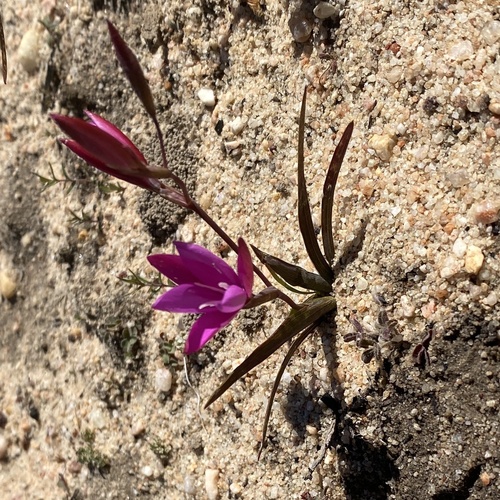 Pink Eveninglily (Hesperantha pauciflora)