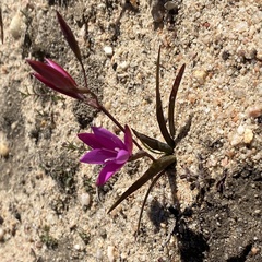 (c) michaelheuermann, some rights reserved (CC BY) Hesperantha pauciflora, photograph (c) michaelheuermann, some rights reserved (CC BY)