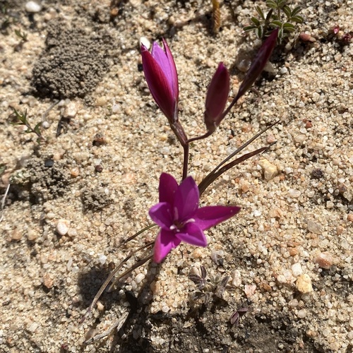 Hesperantha pauciflora, photograph 6