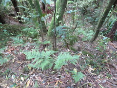 Parapolystichum microsorum