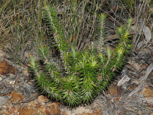hairy melichrus (Melichrus hirsutus)