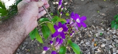 Mansoa alliacea