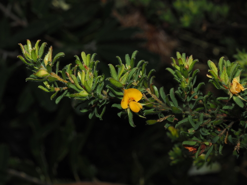 beaked bush-pea (Pultenaea rostrata)