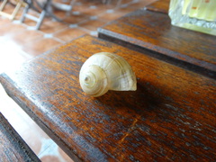 Pomacea flagellata