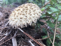 Boletellus ananas image