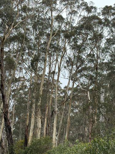 Eucalyptus fraxinoides