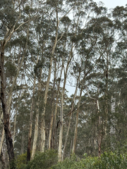 Eucalyptus fraxinoides