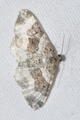 Epirrhoe rivata